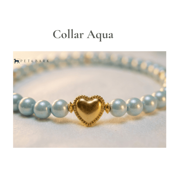 Collar Color Aqua Collar Aqua