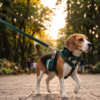 Set Esmeralda pet&bark beagle Set Coleccion Esmeralda